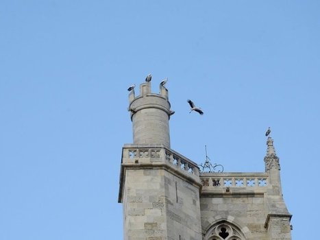 Plus de 7 000 cigognes dans le ciel narbonnais ce weekend | Les oiseaux au gré du vent | Scoop.it