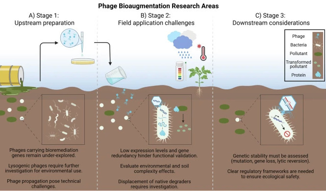 Phage bioaugmentation reveals the potential of ...