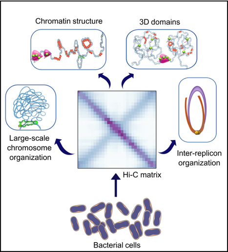 3D bacterial genome organization | I2BC Paris-Saclay | Scoop.it