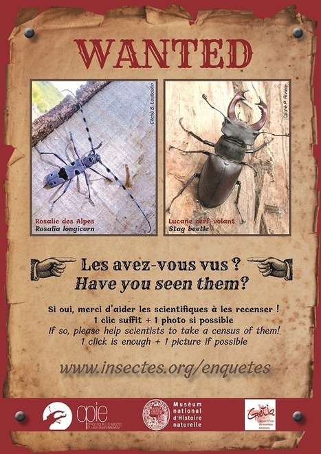 Pour le Noël pêcheur ou wormam Ver étonnant de ne pas acheter Nightcrawlers plus