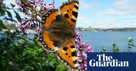 Just two people – but millions of inhabitants: the tiny Cornish island where nature is thriving | Environment | The Guardian | World Science Environment Nature News | Scoop.it