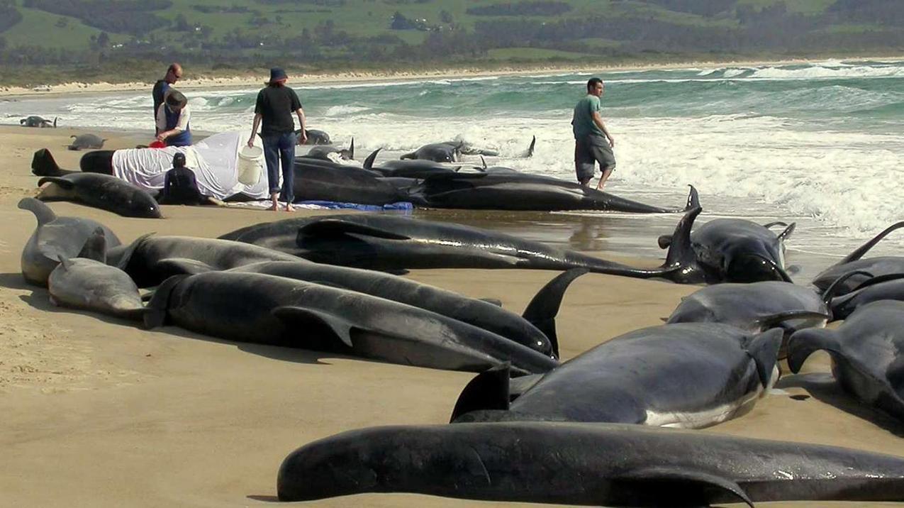 Почему киты выбрасываются на берег. Киты и дельфины выбрасываются на берег. Массовое истребление животных.