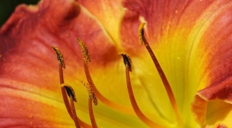 Nikon 1 J5 hands on review - Tom Stirr | Mirrorless Cameras | Scoop.it