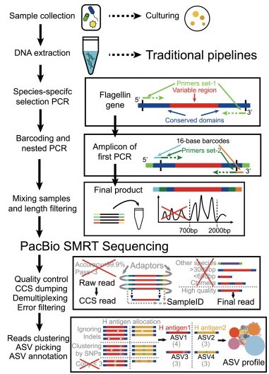 Single-gene long-read sequencing illuminates Escherichia coli strain dynamics in the human intestinal microbiome | CRep | RMH | Scoop.it