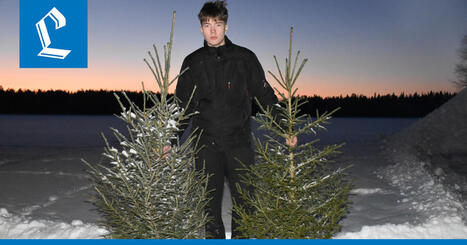 Posiolainen Niila, 15, kauppaa joulukuusia ja harjoittelee samalla yritt&auml;jyytt&auml; &ndash; perinteinen kuusi pit&auml;&auml; pintansa | 1Uutiset - Lukemisen t&auml;hden | Scoop.it