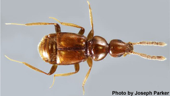 Un coléoptère d'un nouveau genre vient d'être découvert au Muséum de Londres | EntomoNews | Scoop.it