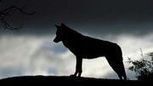 Un  loup repéré en France voisine | Pastoralisme Ours Loups Lynx | Scoop.it