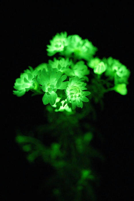 Harnessing the mechanisms of fungal bioluminescence to confer autonomous luminescence in plant and animal cells | Virology News | Scoop.it