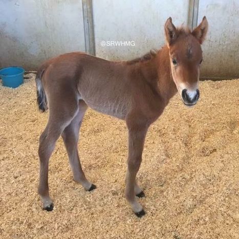 L&rsquo;instant meugnon : ce poulain abandonn&eacute; trouve enfin une nouvelle maman | Cheval et Nature | Scoop.it