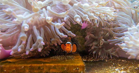 Clownfish: Studying their Complex Lives and Anemone Homes | The Brink | Soggy Science | Scoop.it