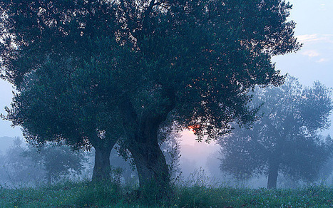 Italy warns deadly olive tree bacteria could spread across Europe | La Gazzetta Di Lella - News From Italy - Italiaans Nieuws | Scoop.it