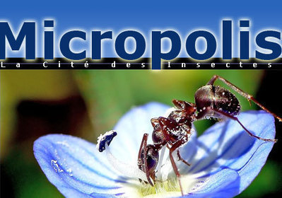 De Jean-Henry FABRE à MICROPOLIS | Variétés entomologiques | Scoop.it