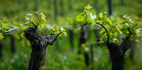 Des vari&eacute;t&eacute;s r&eacute;sistantes pour sauver la vigne&nbsp;:&nbsp;les consommateurs sont-ils pr&ecirc;ts &agrave; changer de go&ucirc;ts et les vignerons &agrave; les&nbsp;adopter&nbsp;? | SCIENCES DU VEGETAL | Scoop.it