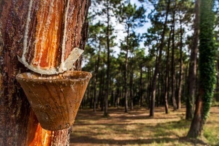 Les m&eacute;tiers verts recrutent en Aquitaine - | Les &eacute;co-activit&eacute;s en Gironde | Scoop.it