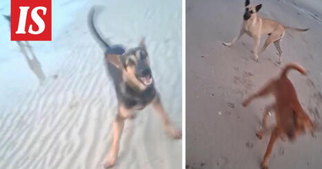 Turisti joutui raivokkaiden koirien hy&ouml;kk&auml;yksen kohteeksi Thaimaassa | 1Uutiset - Lukemisen t&auml;hden | Scoop.it