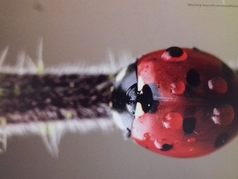 [Expo] "La biodiversité, juste sous nos yeux" à la Maison des Insectes (Carrières-sous-Poissy, Yvelines) | Variétés entomologiques | Scoop.it