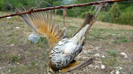 Chasses illégales aux oiseaux : la Commission européenne menace de traîner la France en justice | Toxique, soyons vigilant ! | Scoop.it