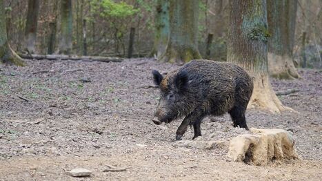 La peste porcine africaine recule dans l’Union européenne | SCIENCES DE L' ANIMAL | Scoop.it