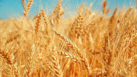 Relever le défi de la sécurité alimentaire en Afrique - Afrimag | MED-Amin network | Scoop.it
