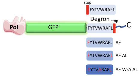 A compact, portable degron tool derived from the 3&prime;UTR of MTCH2 for tunable degradation of proteins | brvbe | RMH | Scoop.it