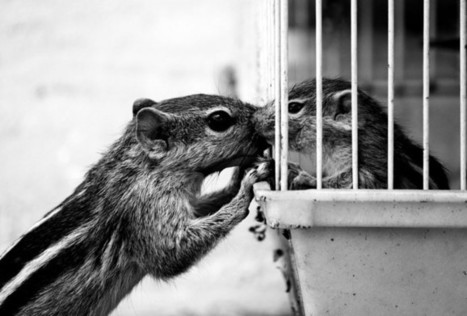 ¿Los animales tienen emociones? | Bichos en Clase | Scoop.it