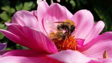 Phytopharmacovigilance : effets des diamides sur les abeilles | EntomoNews | Scoop.it