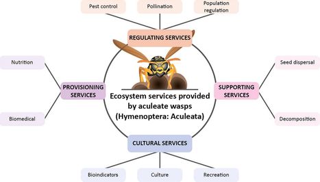 Pourquoi il faut (aussi) prot&eacute;ger les gu&ecirc;pes | EntomoNews | Scoop.it