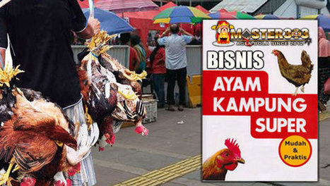 Bisnis Ternak Ayam Kampung Super Yang Menjanjik