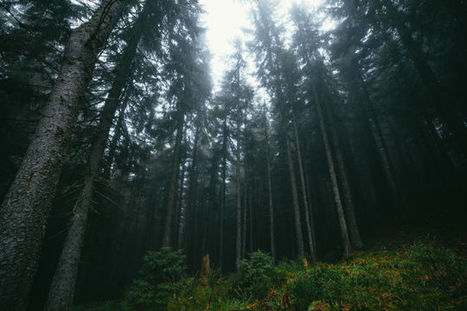 Massive Forest Fires Could Be Cooling the Earth | Timberland Investment | Scoop.it