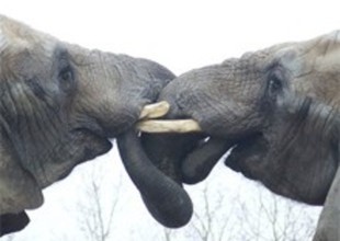 Animals Have Emotional Lives, Too | Empathy and Animals | Scoop.it