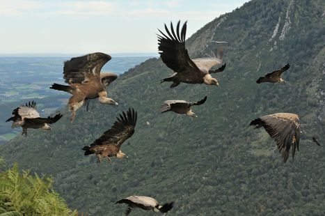 Prospection alimentaire des vautours fauves dans les Pyr&eacute;n&eacute;es - UvA-BiTS | Pastoralisme Ours Loups Lynx | Scoop.it