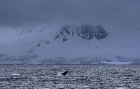 Antarctique : Plus de 40 % des plateformes de glace ont rétréci en 25 ans, selon une étude | Biodiversité | Scoop.it