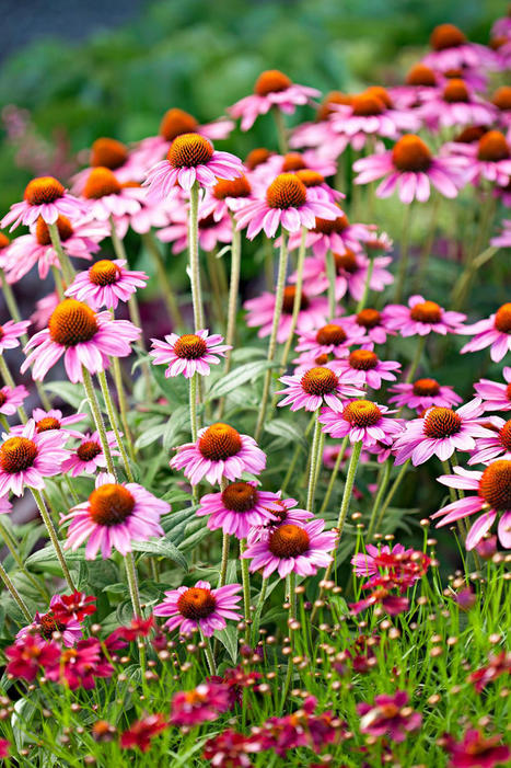 19 Hard-to-Kill Perennials That Promise Unstoppable Color Every Year | Best Backyard Patio Garden Scoops | Scoop.it