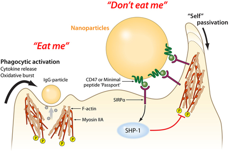 A protein ‘passport’ that helps nanoparticles get past immune system | Longevity science | Scoop.it