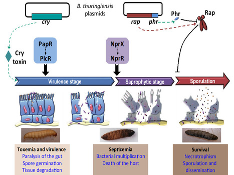 Un système Rap-Phr plasmidique régule la sporulation de Bacillus thuringiensis chez les larves d'insectes infectées | Life Sciences Université Paris-Saclay | Scoop.it
