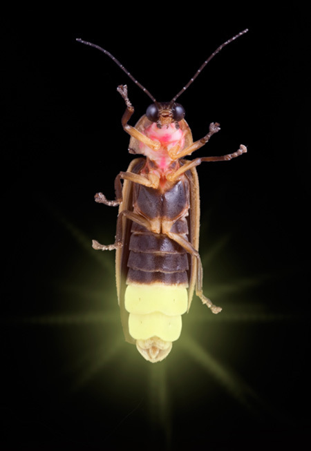 Pourquoi les lucioles clignotent à l'unisson | Insect Archive | Scoop.it