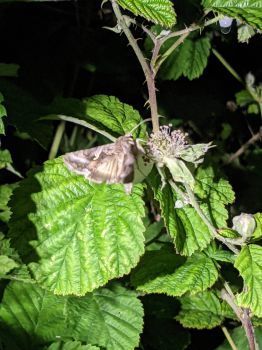 Le taux de pollinisation de la ronce est plus élevé la nuit que le jour, grâce exclusivement à la grande efficacité des papillons de nuit | EntomoNews | Scoop.it