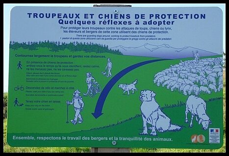Loups Vosgiens : Un nouveau prélèvement sur La Bresse ! | Loup | Scoop.it