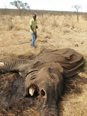 In A Tanzanian Village, Elephant Poachers Thrive : NPR | BIODIVERSITY IS LIFE  – | Scoop.it
