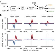 Analysis of nascent RNA identifies a unified architecture of initiation regions at mammalian promoters and enhancers - Nature Genetics | Genetics - GEG Tech top picks | Scoop.it