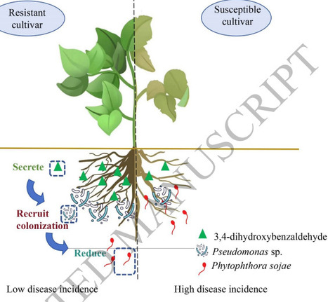 Soybean roots recruit plant-beneficial Pseudomonas via secreting 3,4-dihydroxybenzaldehyde | pphy | RMH | Scoop.it
