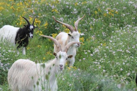 Qu'est-ce qu'une prairie&nbsp;? | Vigie Nature | Biodiversit&eacute; | Scoop.it