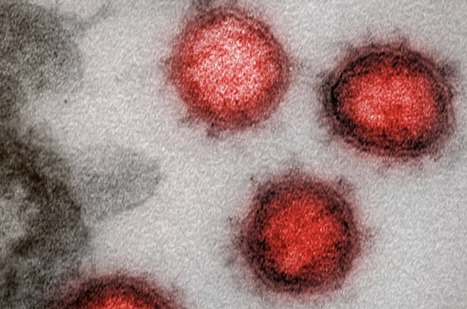 Timeline of the Coronavirus Outbreak (April 22 update) | Virus World | Scoop.it