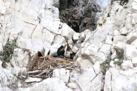 Grimpeurs et oiseaux nicheurs : une cohabitation qui fait des petits ! Parc national des Calanques | Biodiversité | Scoop.it