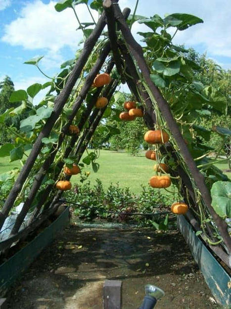 How to Plant Pumpkins While Saving Space | 1001 Gardens ideas ! | Scoop.it