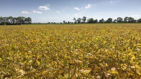 Les cours agricoles impactés par la guerre commerciale et la météo | MED-Amin network | Scoop.it