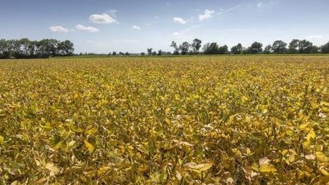 Soja : les éleveurs, acteurs malgré eux de la déforestation | Lait de Normandie... et d'ailleurs | Scoop.it