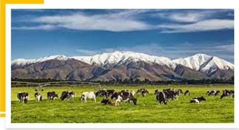Nouvelle-Zélande : Les éleveurs protestent toujours contre le projet de taxation des rots de vache | Lait de Normandie... et d'ailleurs | Scoop.it