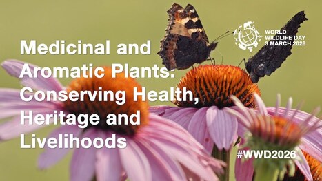 Journ&eacute;e mondiale de la vie sauvage 2026 | Official website of UN | EntomoScience | Scoop.it