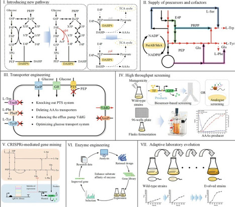 Advances in Bioproduction of Feed Amino Acids in China | RMH | Scoop.it